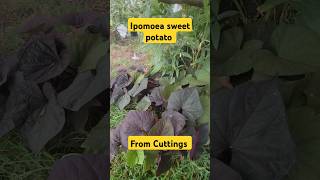 Ipomoea purple sweet potato plantas potato sanseveria sweetpotato [upl. by Sioled]