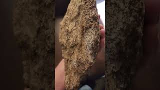 Holy Rockhound Check out the mineralization on this Agatized Dinosaur Bone [upl. by Ennayhs]