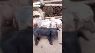 Better way Pig breastfeeding Traditional pig farming [upl. by Watters699]