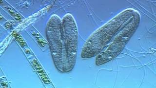 Paramecium conjugation [upl. by Iaht777]