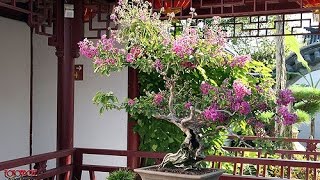 Crepe Myrtle Bonsai  Lagerstroemia indica [upl. by Ardnas]