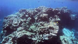 Snorkeling at Honaunau amp Kealakekua Bay  not used [upl. by Ungley835]