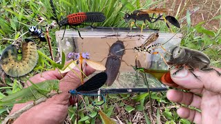 Metamorphosis of the rhinoceros beetle‼️catch click beetle damselfly cranefly antfly wasplarvae [upl. by Assilram]