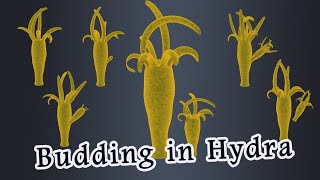 Budding in Hydra [upl. by Sitnalta]