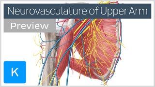 Arteries veins and nerves of the upper arm and shoulder preview  Human Anatomy  Kenhub [upl. by Htebsil752]