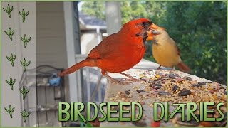 A Beautiful Pair of Cardinals with Big Appetites  Birdseed Diaries Wild Birds [upl. by Tilly]