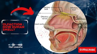 Mechanism of Human olfaction olfaction physiology [upl. by Aihsein]