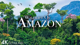 Amazon Wildlife 4K  Part 2  Animals That Call The Jungle Home  Amazon Rainforest Relaxation Film [upl. by Marl]