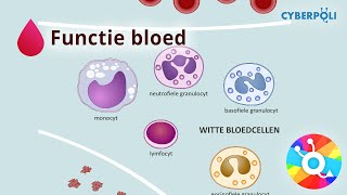 Functie van het bloed  Bloed [upl. by Sirtemed]