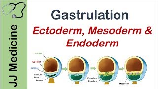 Gastrulation  Formation of Germ Layers  Ectoderm Mesoderm and Endoderm [upl. by Octavla615]