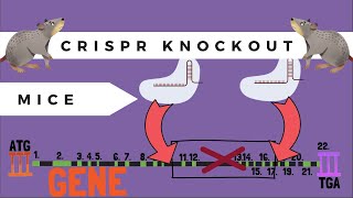 The Basics of CrisprPro Knockout Mice [upl. by Elesig153]