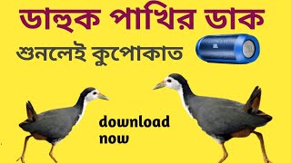 ডাহুক পাখির ডাক।।Dak pakhir dakwaterhen new mp3 sound। ডাক pakhi শিকার2021 water hen catching [upl. by Lacim]