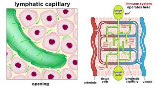 The Circulatory System Part 3 The Lymphatic System [upl. by Thomas797]