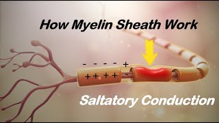 The Function of Myelin Sheath  Saltatory Conduction [upl. by Liartnod]