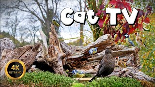 Cat TV for Cats to Watch 🐈  HAPPY BIRDS🐦‍⬛ 4K [upl. by Tat935]