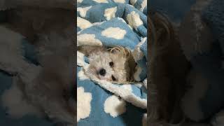 He’s a professional napper cutedogs cute ytshortsvideo pets [upl. by Enoob]