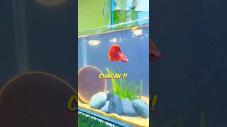 🙀 Betta Fish Tank Setup  Fintastic ytshorts shorts bettafish [upl. by Hans]