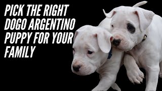 PICK THE RIGHT DOGO ARGENTINO PUPPY  AN IN DEPTH GUIDE [upl. by Rubi788]