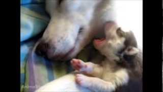 Husky Puppy Yawns amp Cuddles wMom [upl. by Schlesinger]