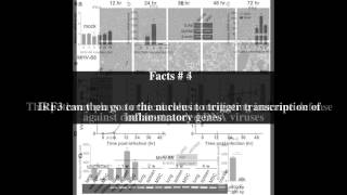 The cGAS â€“ STING cytosolic DNA sensing pathway Top  11 Facts [upl. by Elletnohs]