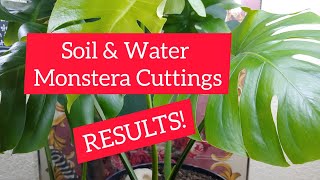 RESULTS Monstera Deliciosa Cuttings in water amp soil [upl. by Christophe]