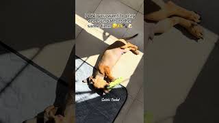 Teckel living his life 🐾🐶🫶 salchiteckel puppy teckel dachshund fypシ゚viral [upl. by Atile]