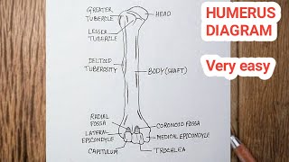 How To Draw Humerus Bone  Humerus Diagram Easy [upl. by Roi]