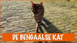 Ik wil een Bengaal  DierenpraatTV [upl. by Nue218]