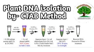 Plant DNA extraction by CTAB Method [upl. by Akinajnat]