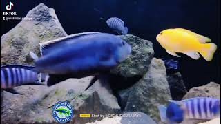 Melanochromis chipokae  Mbuna African Cichlid [upl. by Wilt]