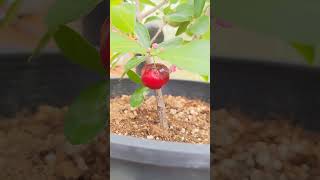 Barbados Cherry Acerola rooted cutting another round of flowers just started [upl. by Boorer]