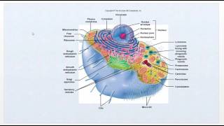 Pathophysiology  Intro Video Cell function review  Ch1 [upl. by Arissa]