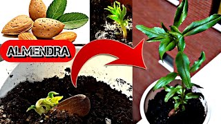 🌳 Como Germinar ALMENDRAS Con Éxito  Como Germinar Y Cultivar Almendra  Almendro Desde Semilla [upl. by Asilanna]