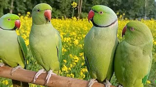 Ringneck Talking Parrot Natural SoundsVoice [upl. by Ohcamac]