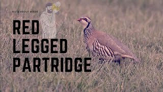 Red legged partridge [upl. by Weinstein441]