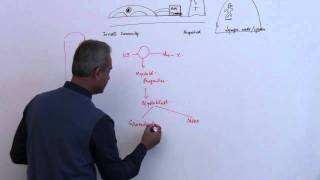 Immunology Neutrophil Lecture 3 Part 7 [upl. by Conney650]