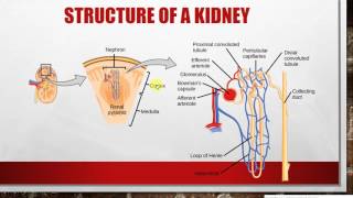 IGCSE BIOLOGY REVISION Syllabus 13 Excretion part 1 [upl. by Eiramllij277]