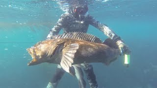 Spearfishing Giant Lingcod [upl. by Magdalena]