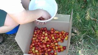 Wanapum State Park amp Yakima Cherry Picking [upl. by Enitselec349]