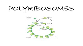 Polyribosomes  Polysomes  Biology Diaries ribosomes cellbiology molecularbiology [upl. by Nortad692]