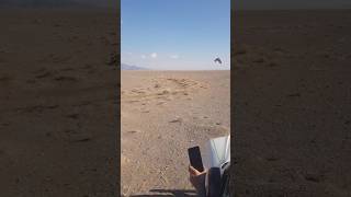 Peregrine attack on hubara bustard peregrinefalcon falcon hunting viralvideo viralshorts [upl. by Ellennahs180]