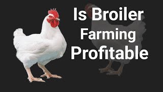 Is Broiler Chicken Farming Profitable in Nigeria  Poultry Farming Analyzed [upl. by Soelch]