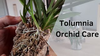 Tolumnia Orchid Care and Culture CareCollab orchids [upl. by Adnilemre547]