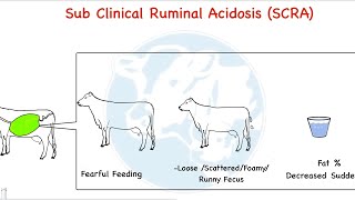 Sub Clinical Sub Acute Ruminal Acidosis  SCRA SARA Hidden reasons of reduced feeding [upl. by Euseibbob]