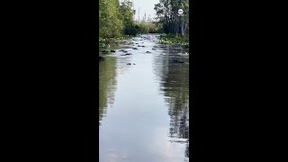 Boaters take wrong turn into hundreds of alligators [upl. by Eckblad]