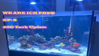 WE ARE ICH FREE  Saltwater Aquarium Vlog  45G update  EP 8 [upl. by Ayk]