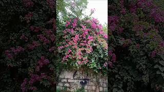 Bougainvillea spectabilis willd [upl. by Idnarb]