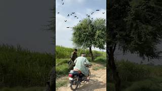 Hunting for real fly bat birds 🦇😱 hunting farming villagelife farmer realhunt bat [upl. by Adelice]