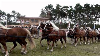 Titanen der Rennbahn 2011Super Quadrille mit 100 Kaltblut  Pferden 10x10 [upl. by Albrecht]