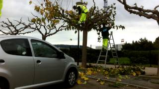 Taille dun murierplatane en time lapse [upl. by Peskoff55]